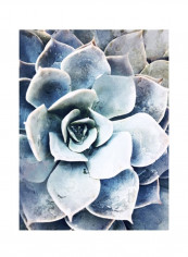 Pastel Succulent Beauty III Poster Blue/White 80x90x3.5centimeter