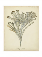 Coral Collection I Wall Poster Beige 90x80x3.5centimeter