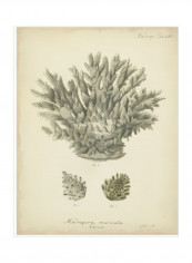 Coral Collection VII Wall Poster Grey/Beige 90x80x3.5centimeter