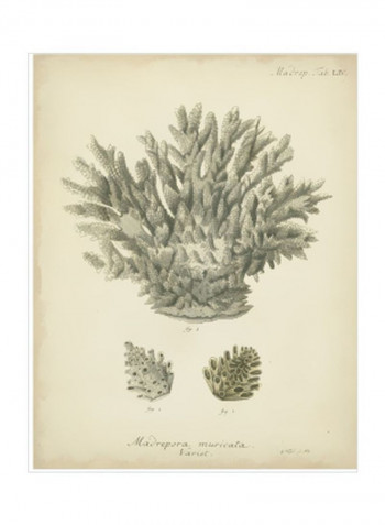 Coral Collection VII Wall Poster Grey/Beige 90x80x3.5centimeter
