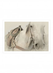 Cow Pony Posters White/Beige/Brown 90x80x3.5centimeter