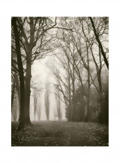 Trees In Fog I Poster Brown/Grey 80x90x3.5centimeter