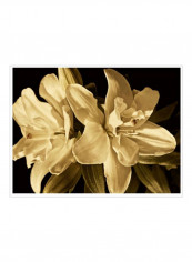 Yvoire Flower II Poster Beige/Brown 90x80x3.5centimeter