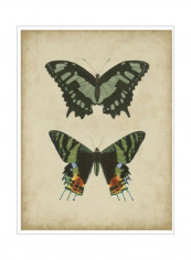 Antique Butterfly Pair II Poster Black/Green/Yellow 80x90x3.5centimeter