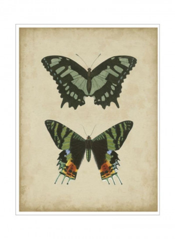 Antique Butterfly Pair II Poster Black/Green/Yellow 80x90x3.5centimeter