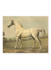 Cassells Thoroughbred II Poster Green/Brown/Blue 85x80x3.5centimeter