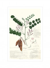Descubes Ferns I Wall Poster Green/Brown/White 80x90x3.5centimeter