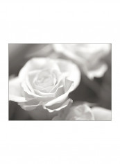 Rose Studies IV Poster Black/Grey 90x80x3.5centimeter