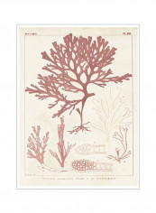 Antique Coral Seaweed II Poster Red/White 80x90x3.5centimeter