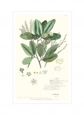 Delicate Descubes III Wall Poster Green/Yellow/White 80x90x3.5centimeter