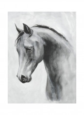 Cavallo II Poster Neutral 80x90x3.5centimeter