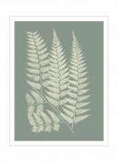 Ferns On Sage III Wall Poster Grey/White 80x90 3.5centimeter