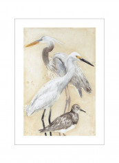 Watercolor Waterbirds II Poster White/Brown/Orange 80x90x3.5centimeter