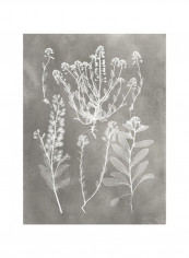 Herbarium Study III Wall Poster Grey/White 80x90x3.5centimeter