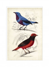 D'Orbigny Birds II Poster Red/Blue/Beige 80x90x3.5centimeter