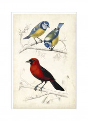 D'Orbigny Birds III Poster Red/Blue/Beige 80x90x3.5centimeter