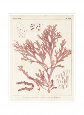 Antique Coral Seaweed I Poster Red/White 80x90x3.5centimeter