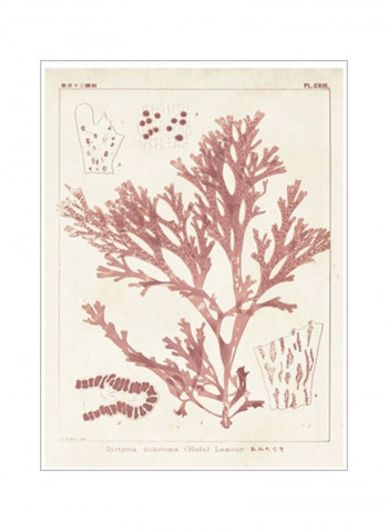 Antique Coral Seaweed I Poster Red/White 80x90x3.5centimeter
