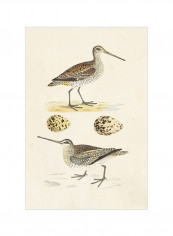 Sandpipers And Eggs III Wall Poster Brown/Beige 80x3.5x90centimeter