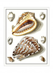 Collected Shells IV Wall Poster Multicolour 90x80x3.5centimeter