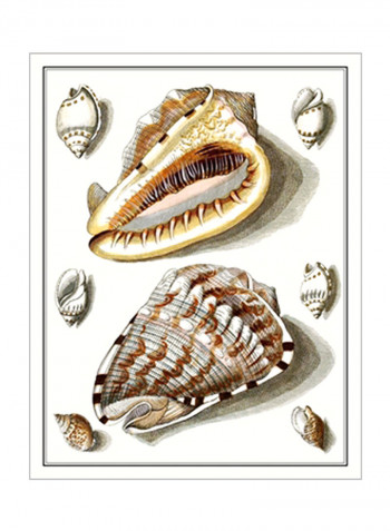 Collected Shells IV Wall Poster Multicolour 90x80x3.5centimeter