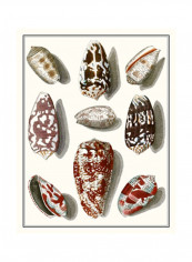 Collected Shells VI Wall Poster Multicolour 90x80x3.5centimeter