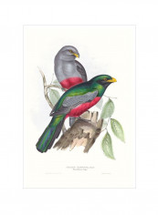 Tropical Trogons I Wall Poster Blue/Brown/Yellow 80x90x3.5centimeter