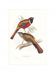 Tropical Trogons II Wall Poster Blue/Brown/Yellow 80x90x3.5centimeter