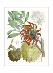 Tropical Variety IV Wall Poster Green/Orange/Black 80x90x3.5centimeter