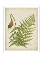 Fern Trio I Poster Green/Brown 80x90x3.5centimeter