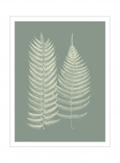 Ferns On Sage IX Wall Poster Grey/White 80x90 3.5centimeter