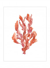 Coral Kelp II Wall Poster Orange/White 80x90x3.5centimeter
