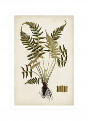 Fern Botanical IV Wall Poster Beige/Green/Black 80x90x3.5centimeter