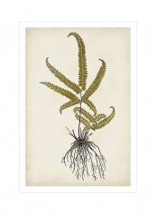 Fern Botanical VI Wall Poster Beige/Green/Black 80x90x3.5centimeter