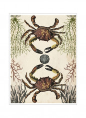 Antiquarian Menagerie Crab Poster Brown/Beige/Grey 80x90x3.5centimeter