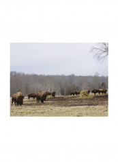 Farm Study VI Wall Poster Brown/Green/White 90x80x3.5centimeter