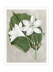 Alabaster Blooms III Wall Poster Green/White 80x90x3.5centimeter