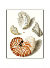 Collected Shells I Wall Poster Beige/Brown/Grey 90x80x3.5centimeter