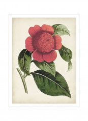 Carnelian Blooms II Poster Pink/Green 80x90x3.5centimeter