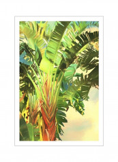 Bird Of Paradise Palm I Wall Poster Green/Yellow/Red 80x3.5x90centimeter