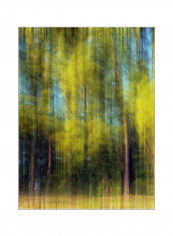 Blur Tree Printed Poster Brights 80 x90 x3.5centimeter