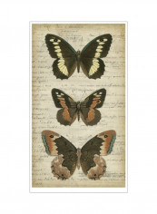 Butterfly Script I Wall Poster Beige/Brown/Black 80 x 3.5 x 95centimeter