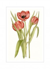 Curtis Tulips VII Wall Poster Green/Red 80x90x3.5centimeter