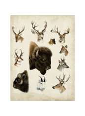 Western Animal Species I Wall Poster Brown/White 80x90 3.5centimeter