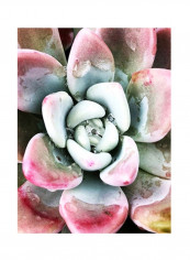Pastel Succulent Beauty V Poster White/Pink/Green 80x90x3.5centimeter