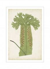Fern Family V Wall Poster Green/Brown/Beige 80x90x3.5centimeter