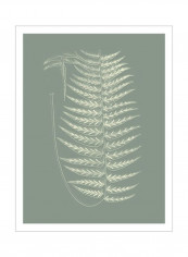 Ferns On Sage VIII Wall Poster Grey/White 80x90 3.5centimeter