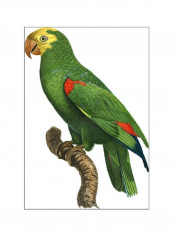 Parrot Of The Tropics III Poster Green/Yellow/Red 80 x90 x3.5centimeter