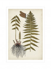 Fern Botanical V Wall Poster Beige/Green/Black 80x90x3.5centimeter