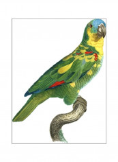 Parrot Of The Tropics II Poster Green/Yellow/Blue 80 x90 x3.5centimeter